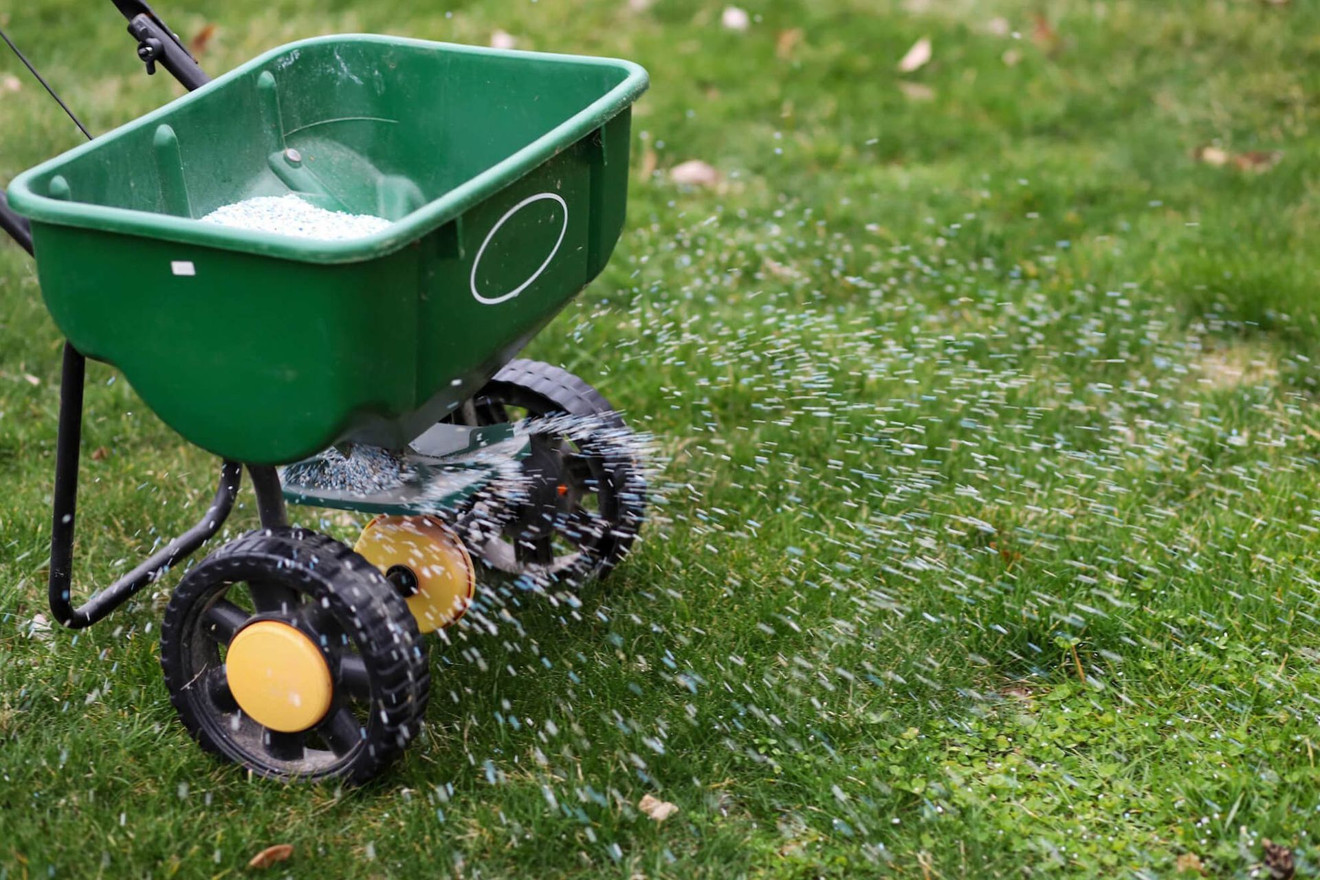 A green broadcast spreader dispersing fertilizer across a lush green lawn.