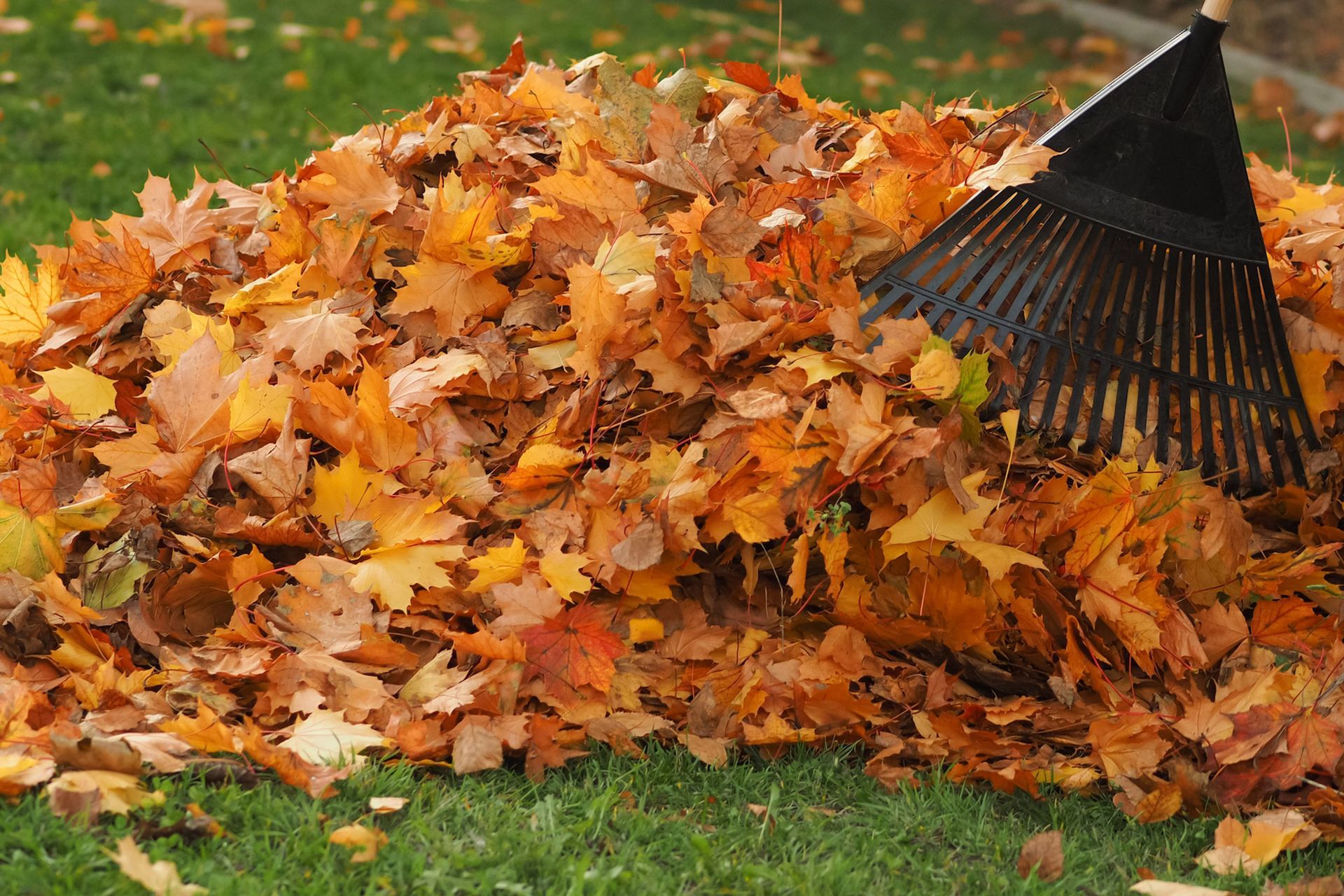 A rake pushes a large pile of colorful autumn leaves on a green lawn.