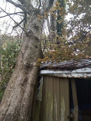 Storm Damage Tree Christchurch