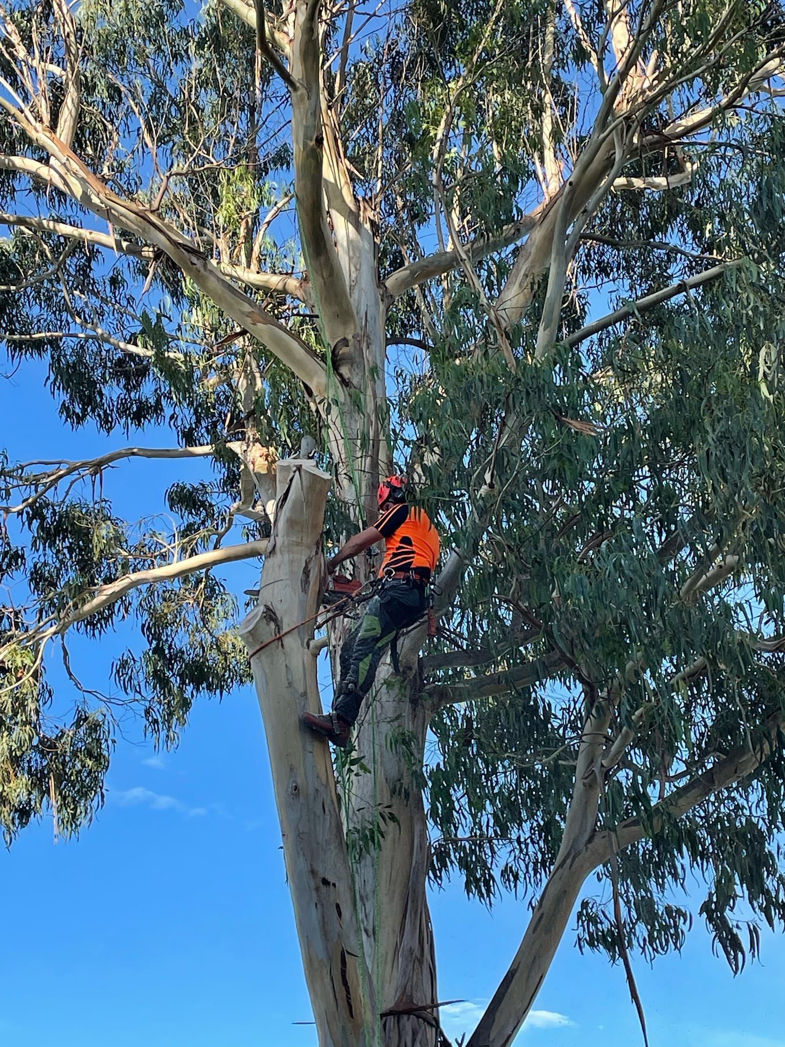 Gum Tree Removal Before Pictures