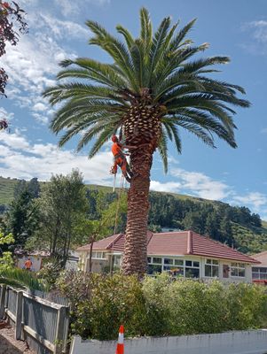 Very Large Cabbage Tree Removal Christchurch