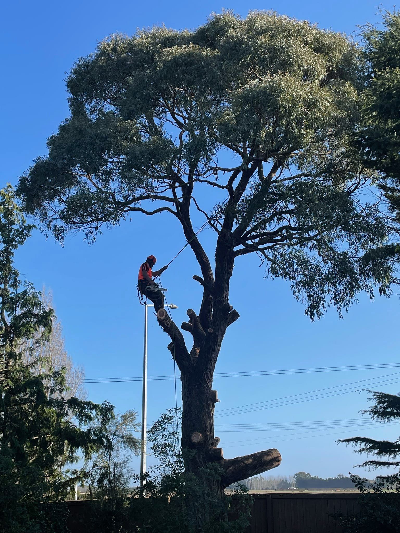 Large Tree Removal North Canterbury