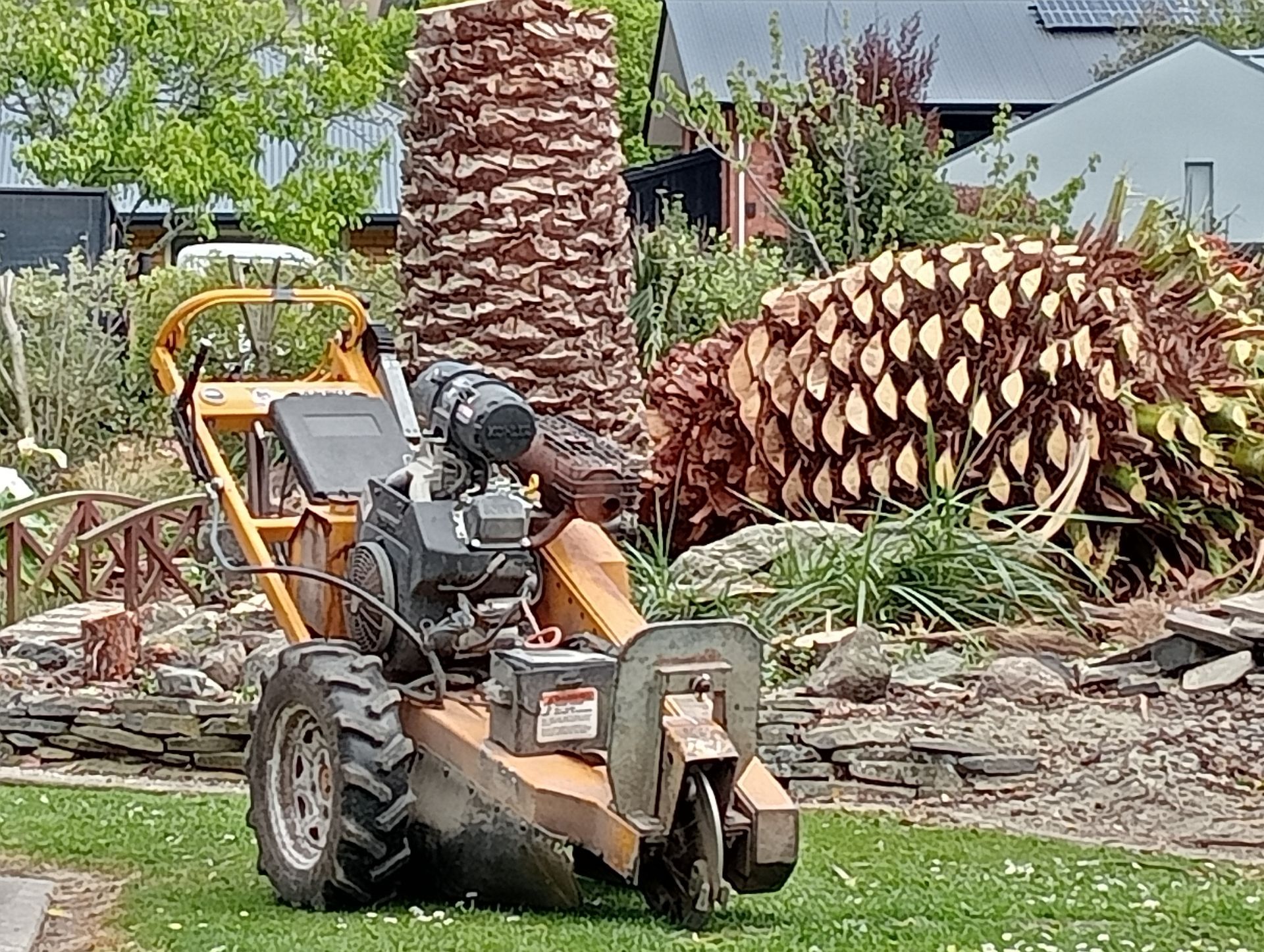 After Cabbage Palm Tree Removal By Ash and team
