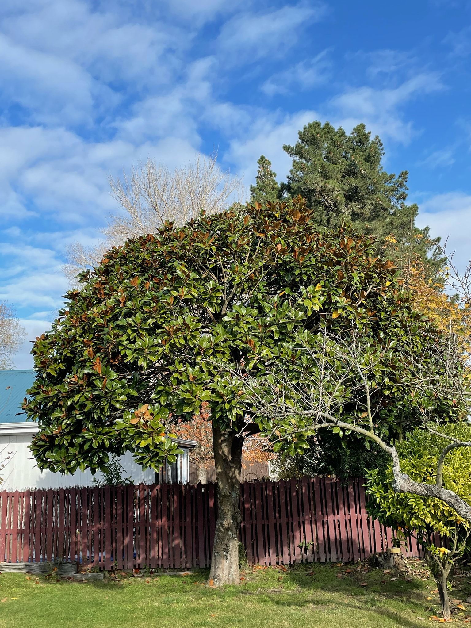 Tree Trimming After in Riccarton