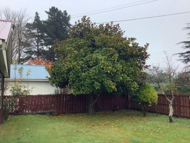 Tree Trimming Before Pictures Riccarton 