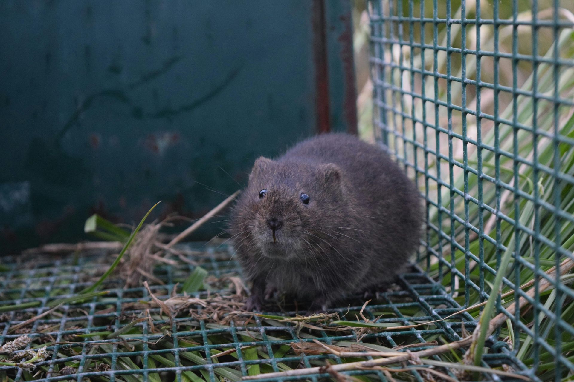 A small animal is sitting in a cage and looking at the camera.