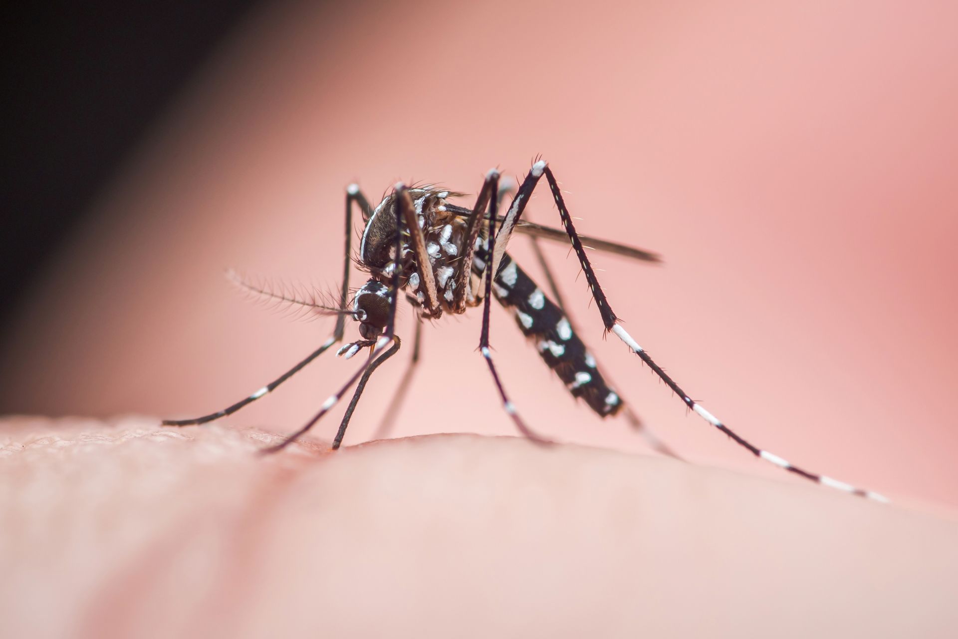 Mosquito with black and white striped legs feeding on skin.