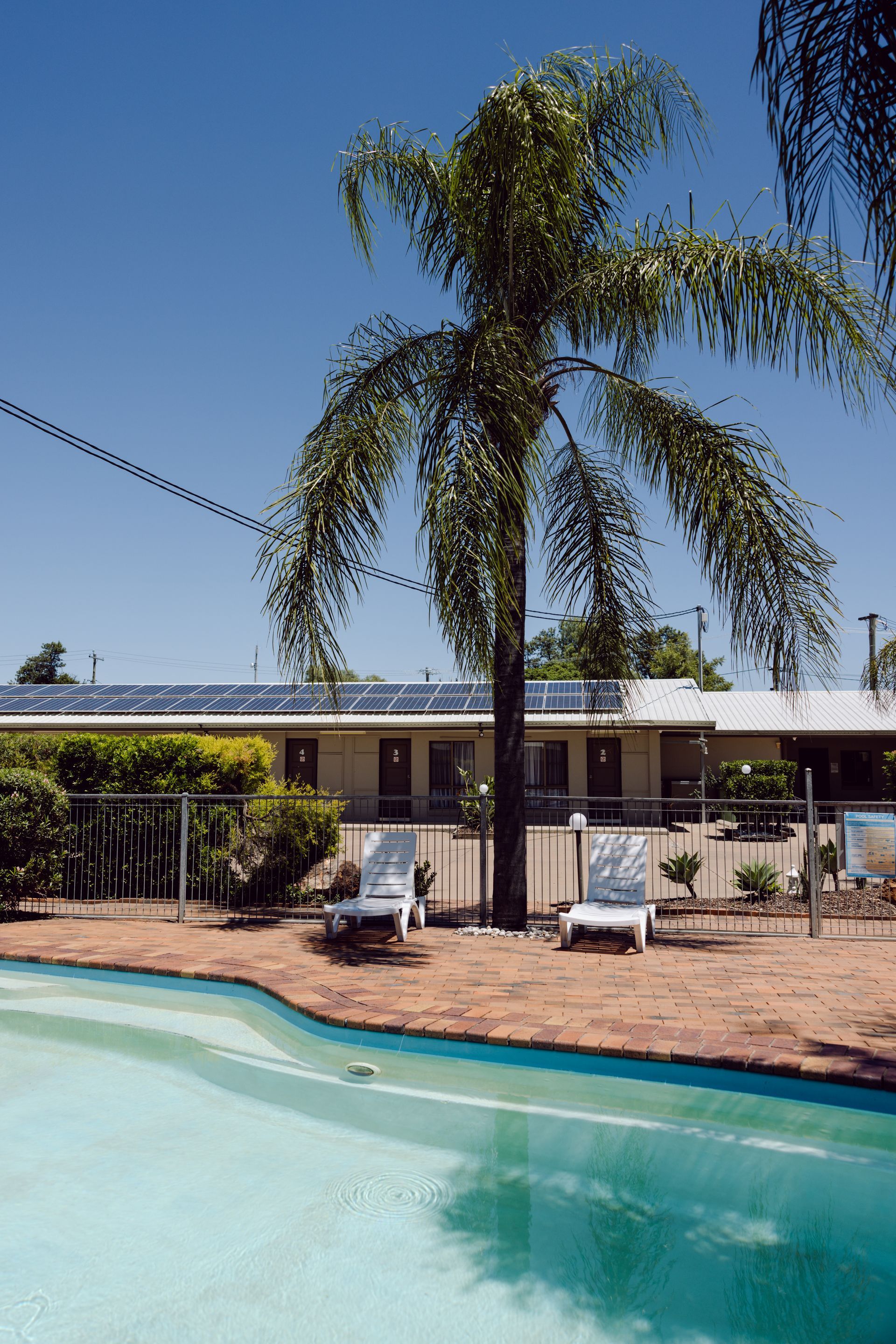 A swimming pool with a palm tree in the background