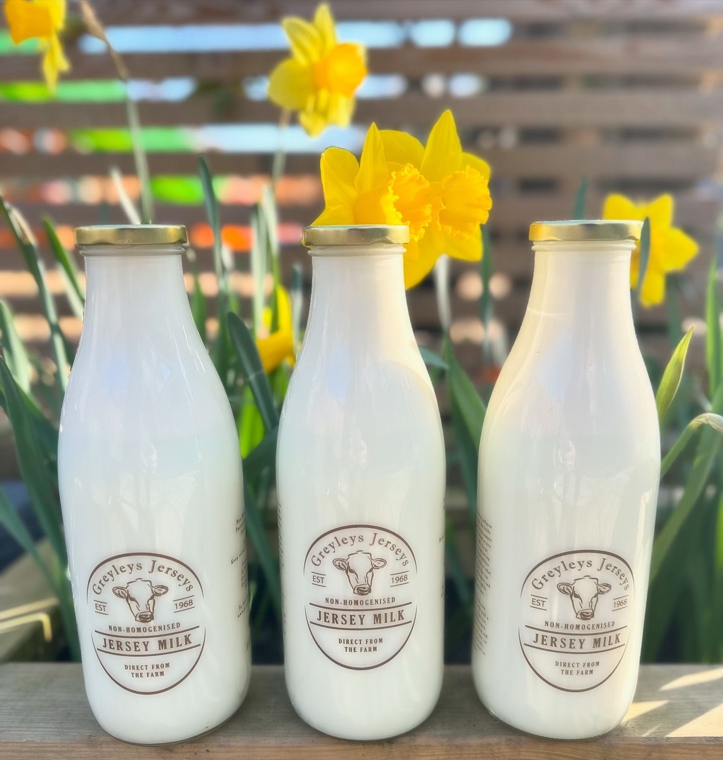Three glass bottles of jersey milk stand in a row in front of yellow daffodils on a wooden surface.