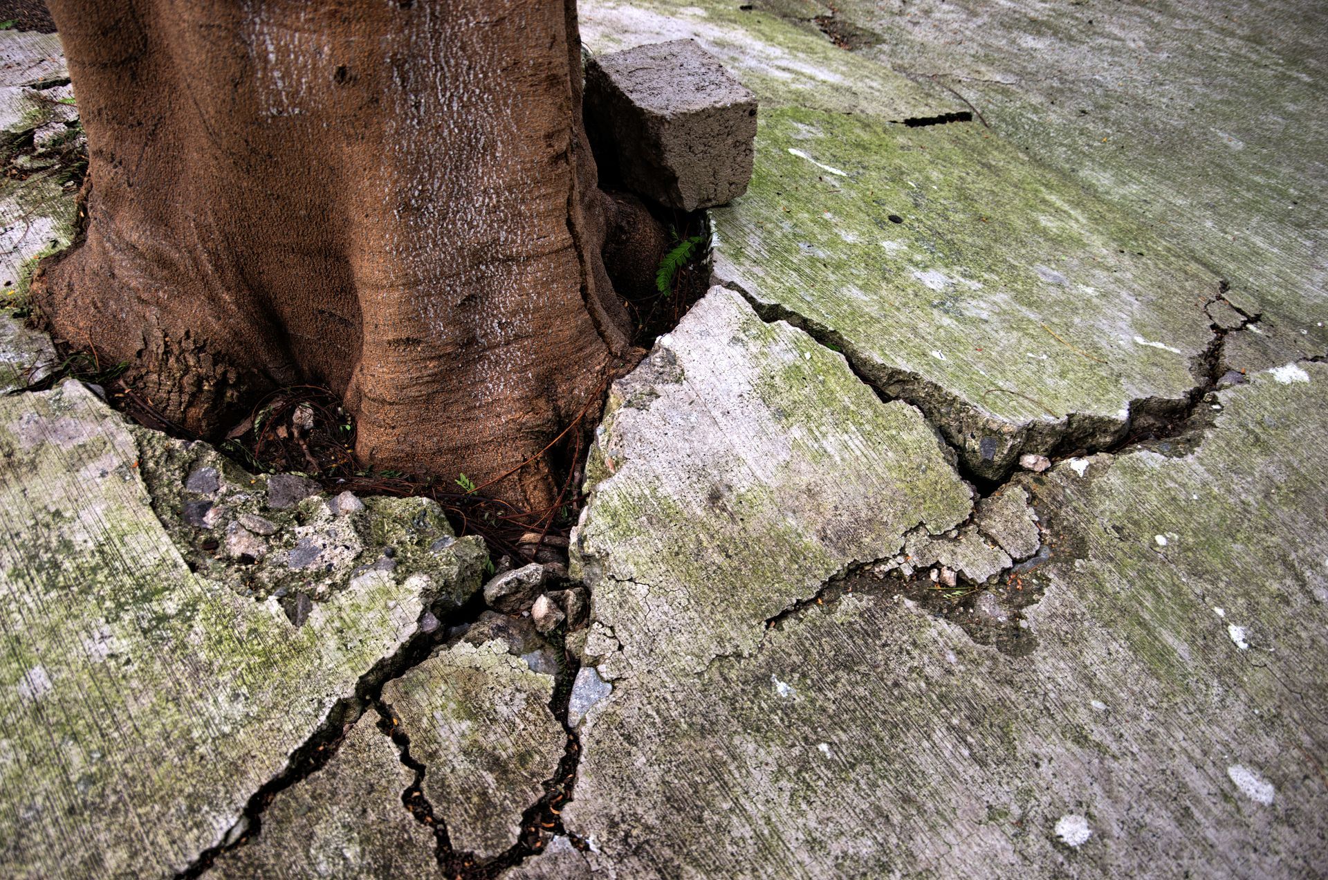 Picture Of Tree Trunk With Cracked Concrete - Albuquerque, NM - Scientific Tree Care Specialists