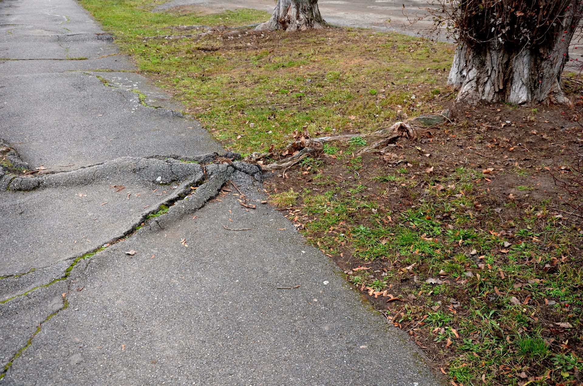 Cracked Sidewalk - Albuquerque, NM - Scientific Tree Care Specialists