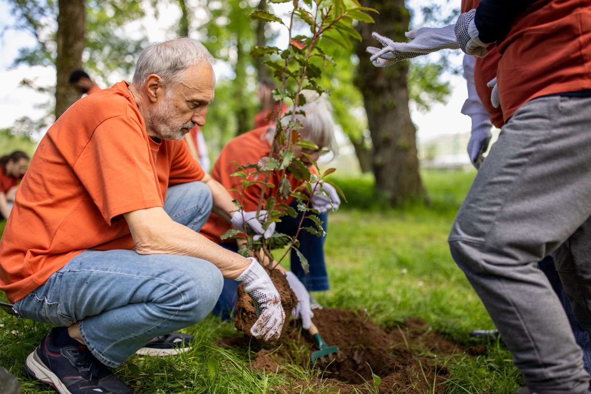 Group Of People Planting Trees - Albuquerque, NM - Scientific Tree Care Specialists