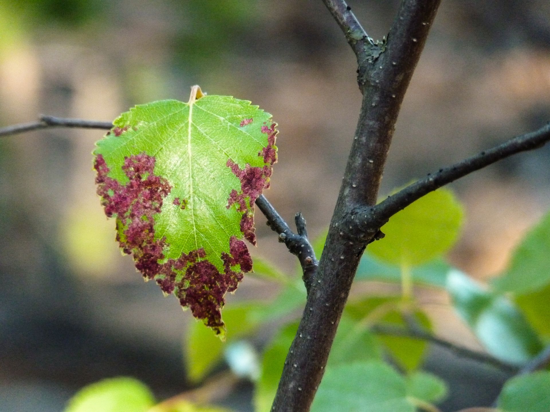 Green Leaf With Red Spots - Albuquerque, NM - Scientific Tree Care Specialists