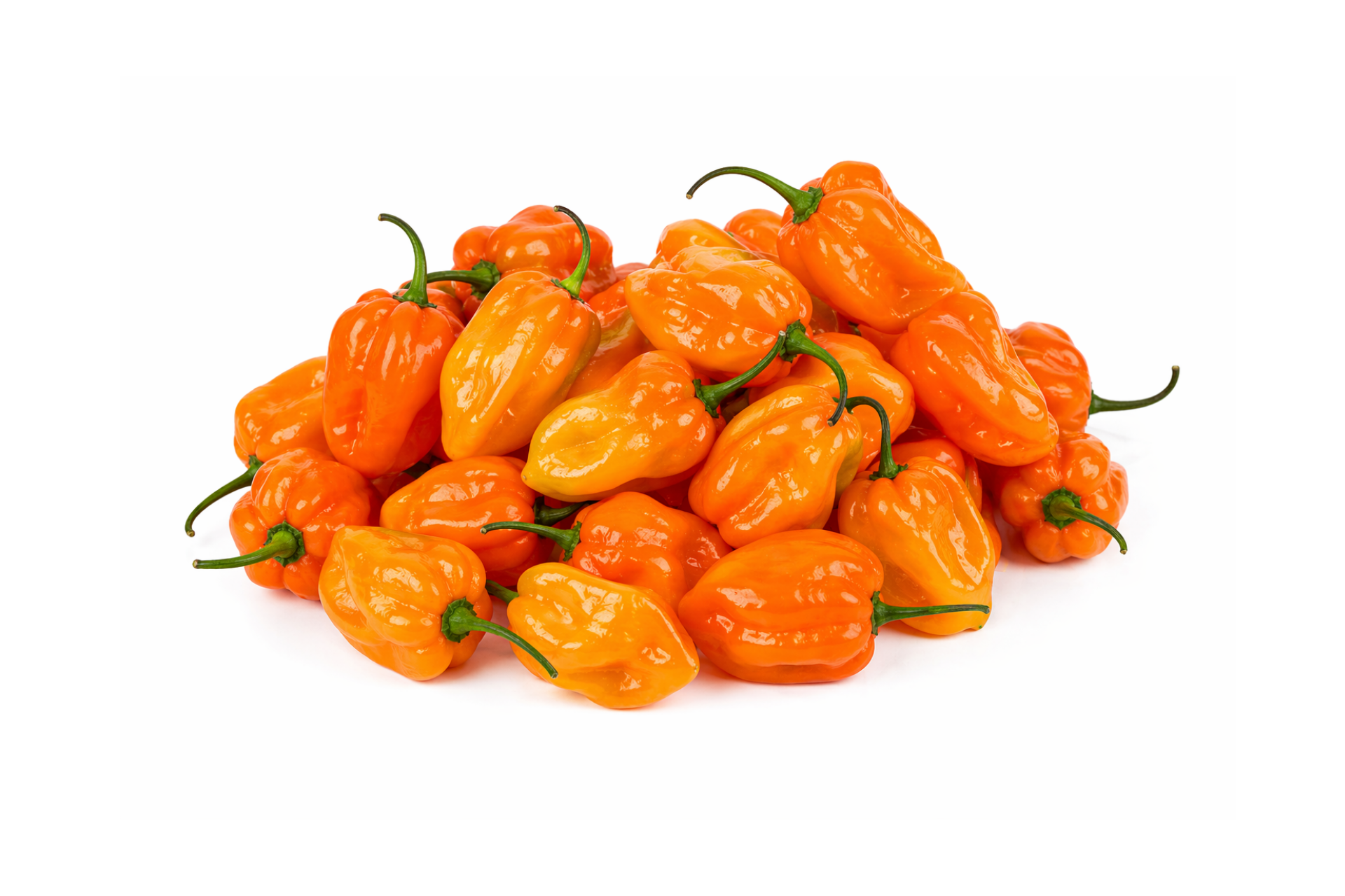 Fresh habanero chillies arranged for wholesale supply