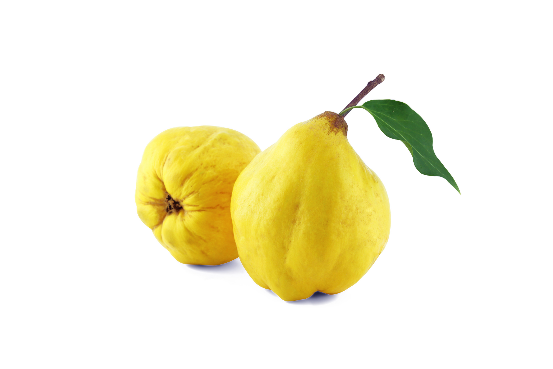 Whole quince fruit with golden skin