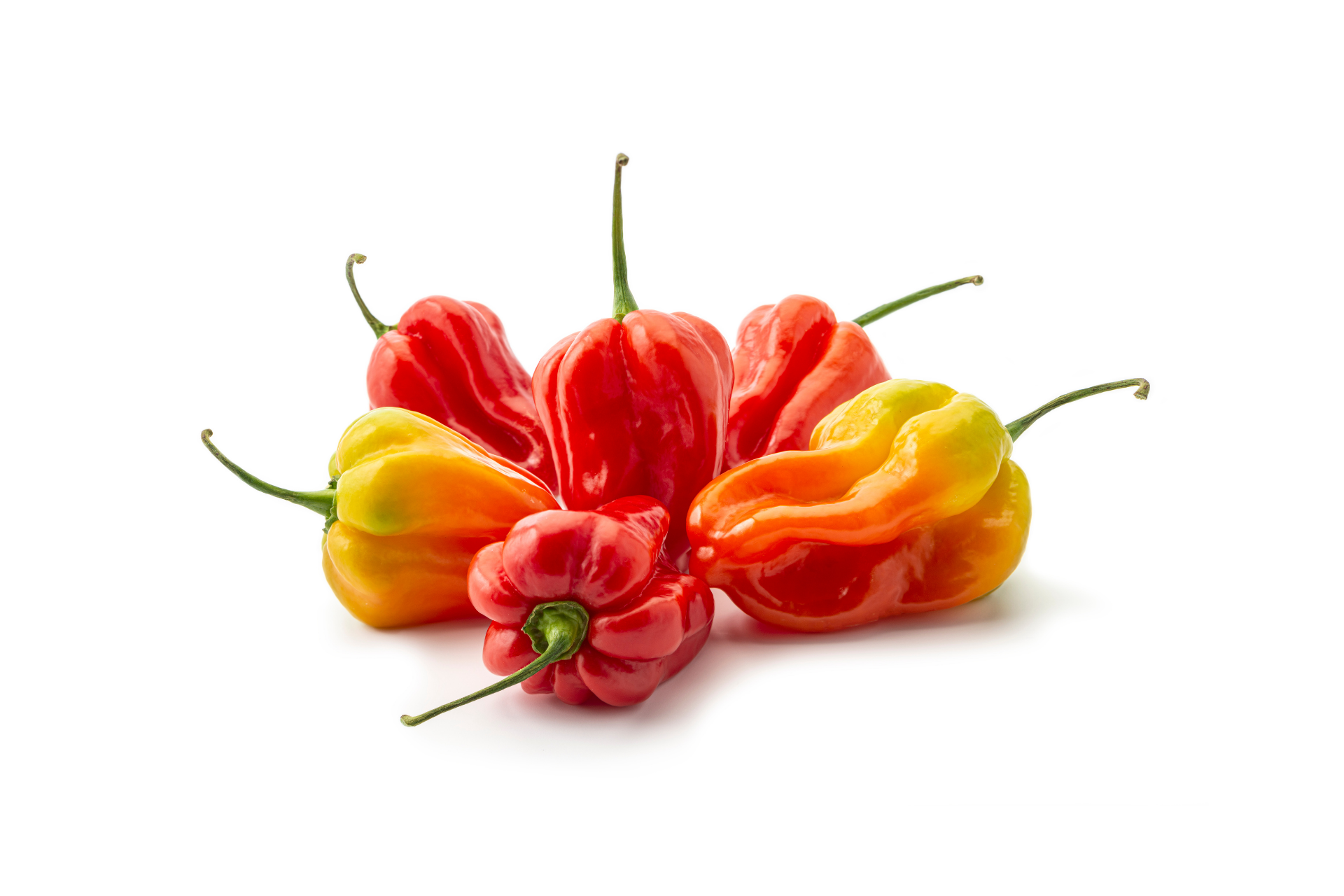 Scotch bonnet chillies with bright glossy skins