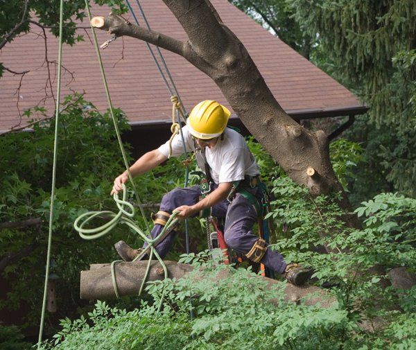 Tree Removal Specialists — Fremont, NH — Bolduc Tree Service