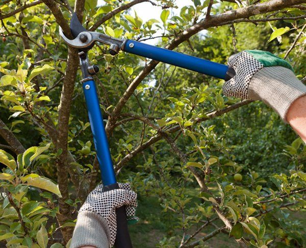 Tree Pruning — Fremont, NH — Bolduc Tree Service