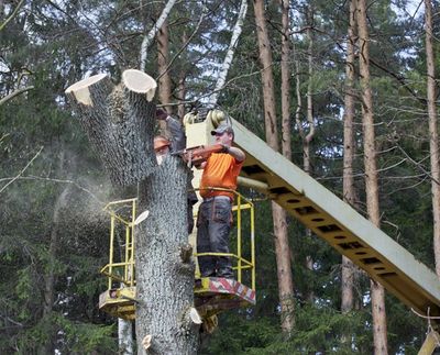 Tree Services | Fremont, NH | Bolduc Tree Service