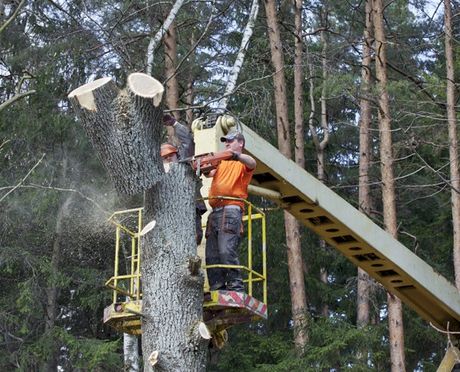 Workers Cutting a Tree — Fremont, NH — Bolduc Tree Service