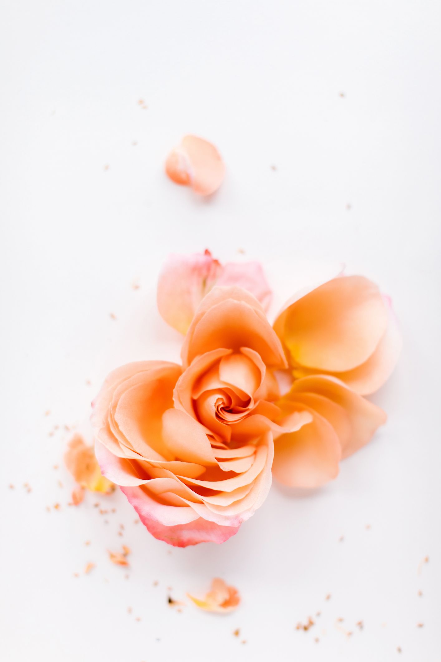 White musk — Tristate Area — Danie Jo Fragrance