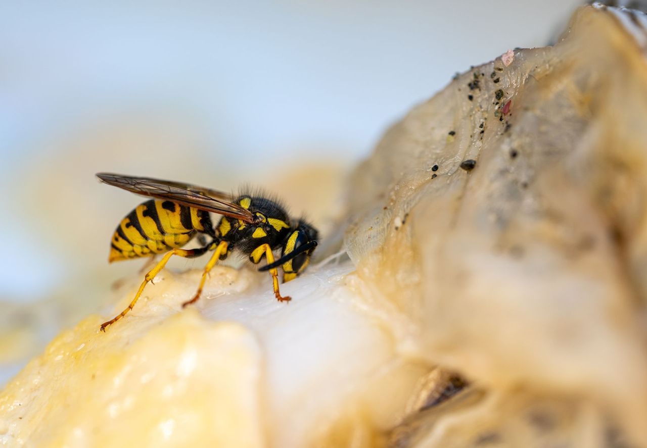 Get Rid of Wasps—Fast! Best Wasp Control in West Jordan, Utah | EyringPest