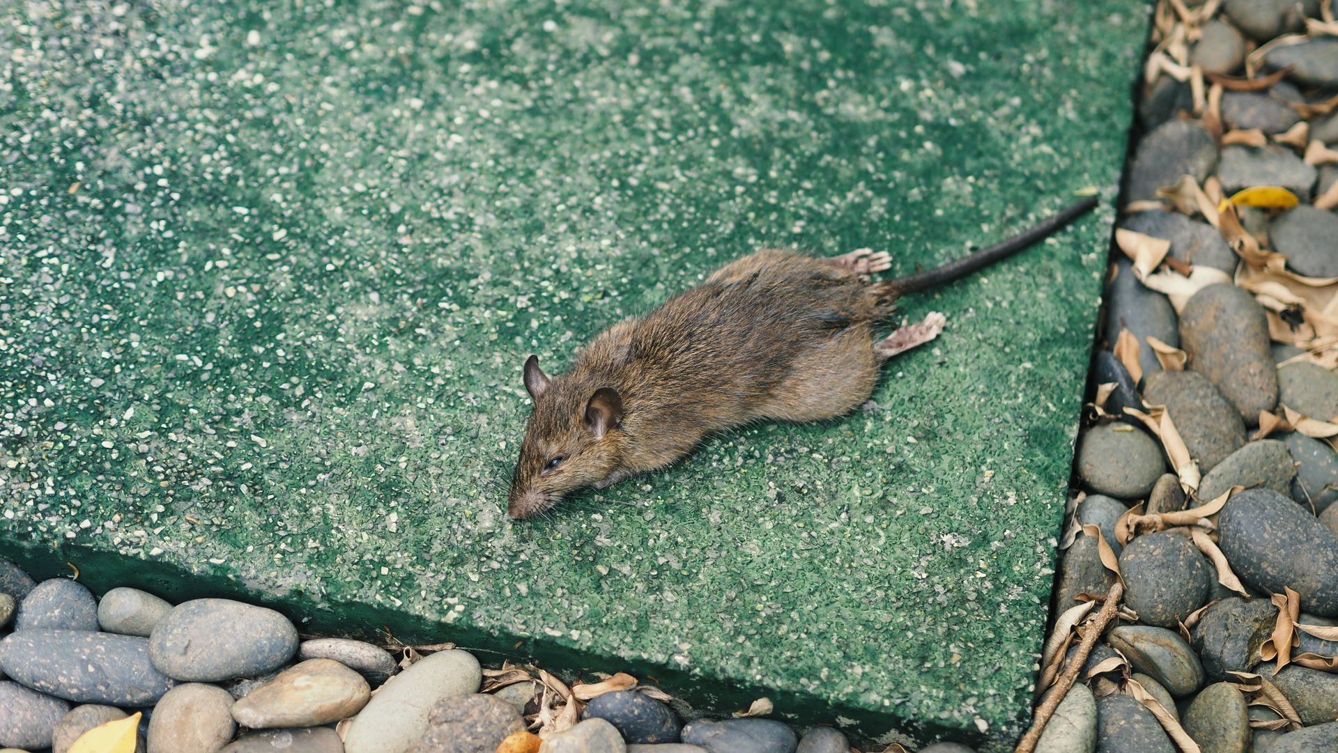 Small brown mouse is laying on a green surface
