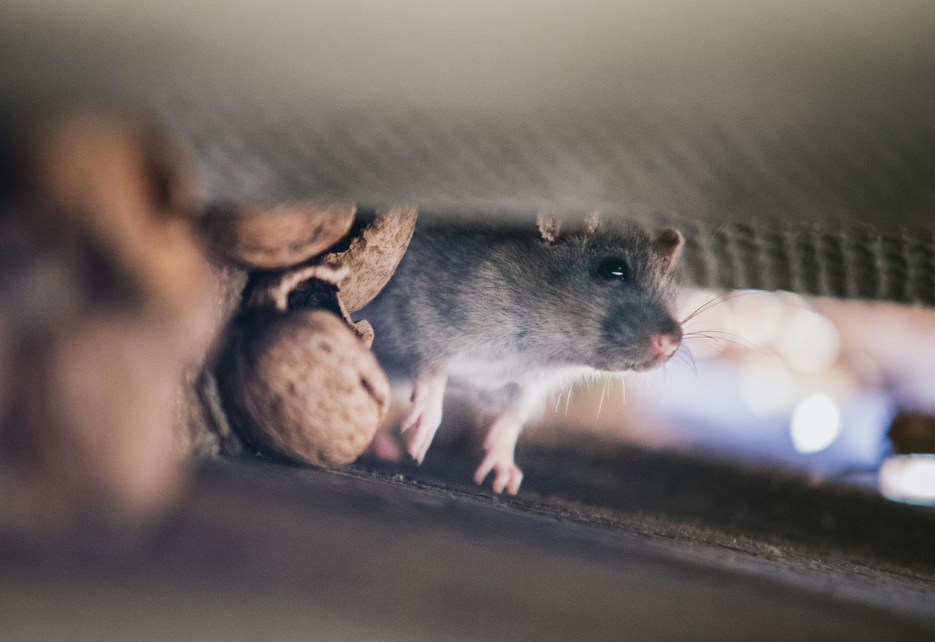 Sustainable Pest Control Solutions in West Jordan, Utah