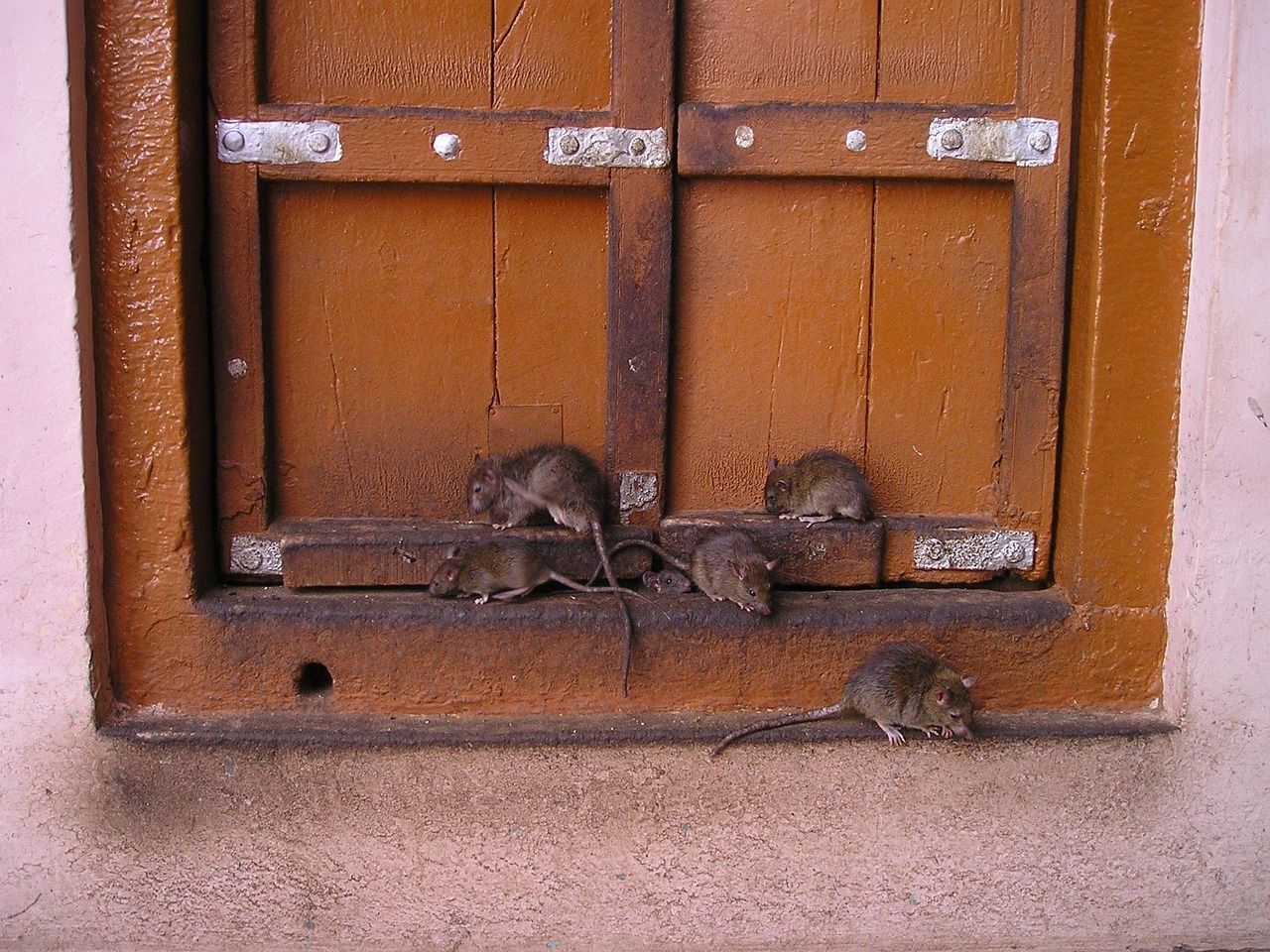 effective mice and rat pest control in West Jordan, UT