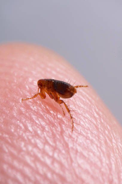 How Fleas Can Affect Your Home | Eyring Pest Flea Control Services