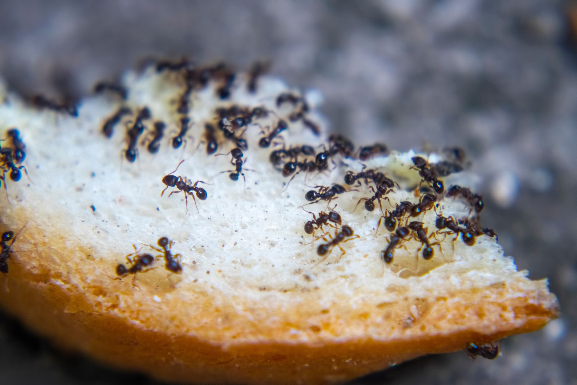 Ways to stop ants from entering your kitchen