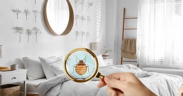 #1 Bed Bug Exterminator NYC 