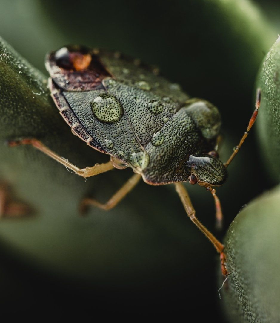 Tips On Getting Rid Of Stink Bugs | Eyring Pest Control Services