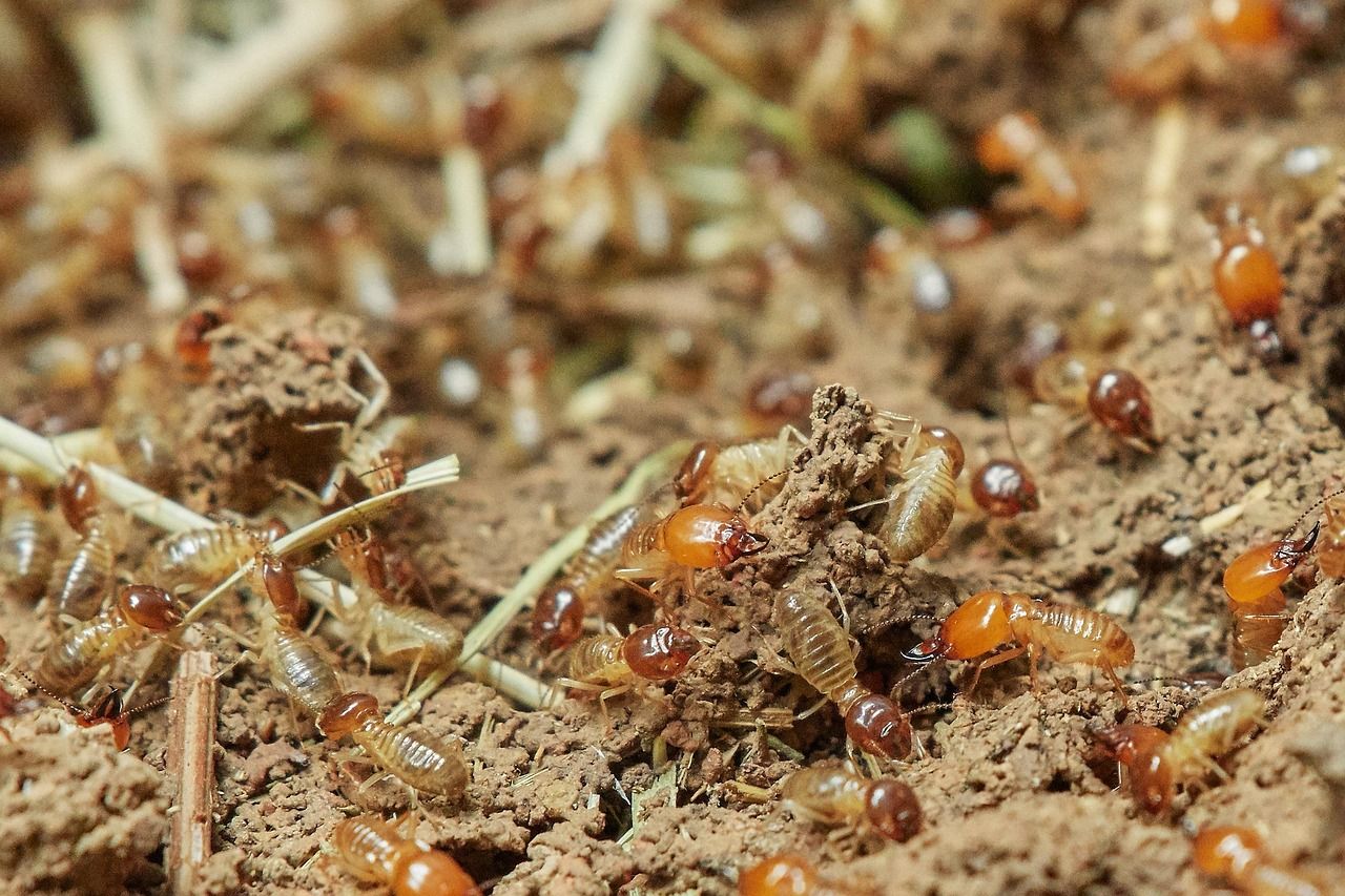 termite pest control services in West Jordan, UT