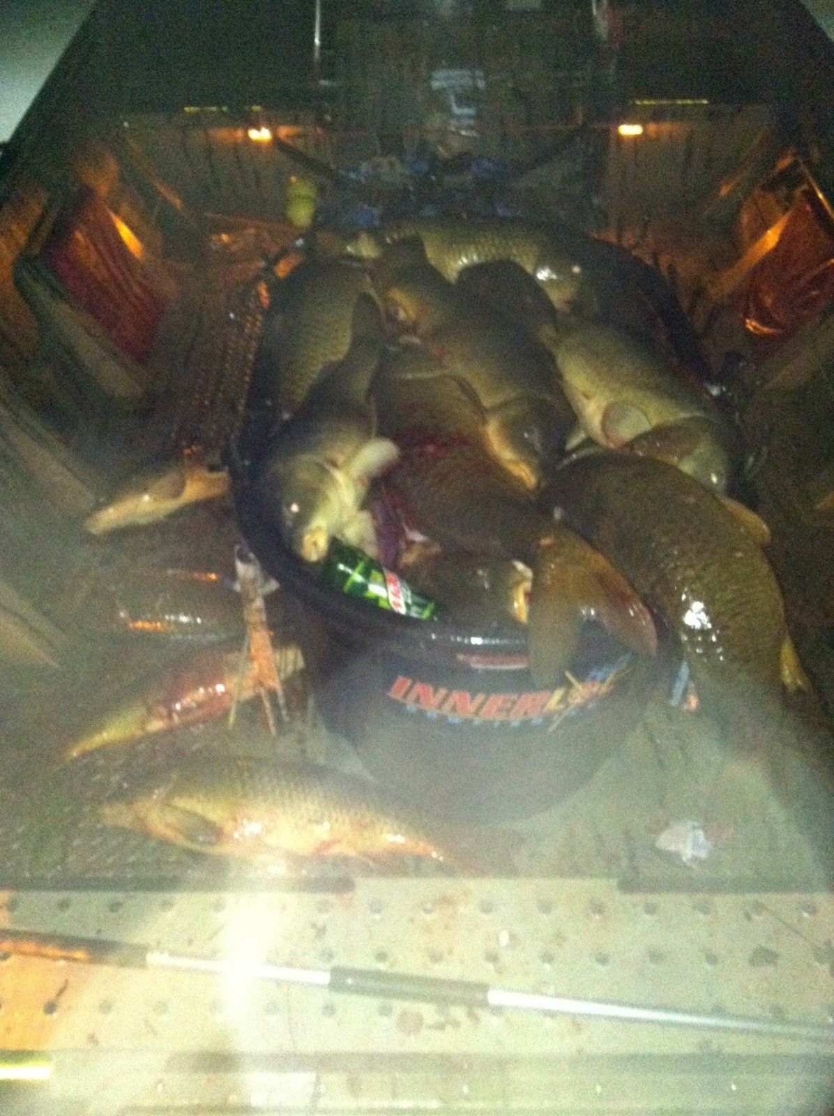 Carps in Bucket — Lancaster County, PA — Night Ventures Bowfishing Charters