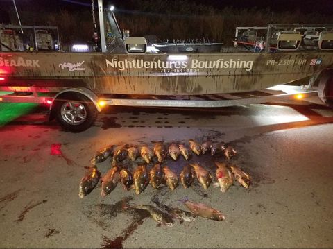 Trophy Carp and Catfish  — Carp Fish Laying on Floor in Lancaster County, PA