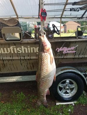 Weighing a Large Carp Fish — Lancaster County, PA — Night Ventures Bowfishing Charters