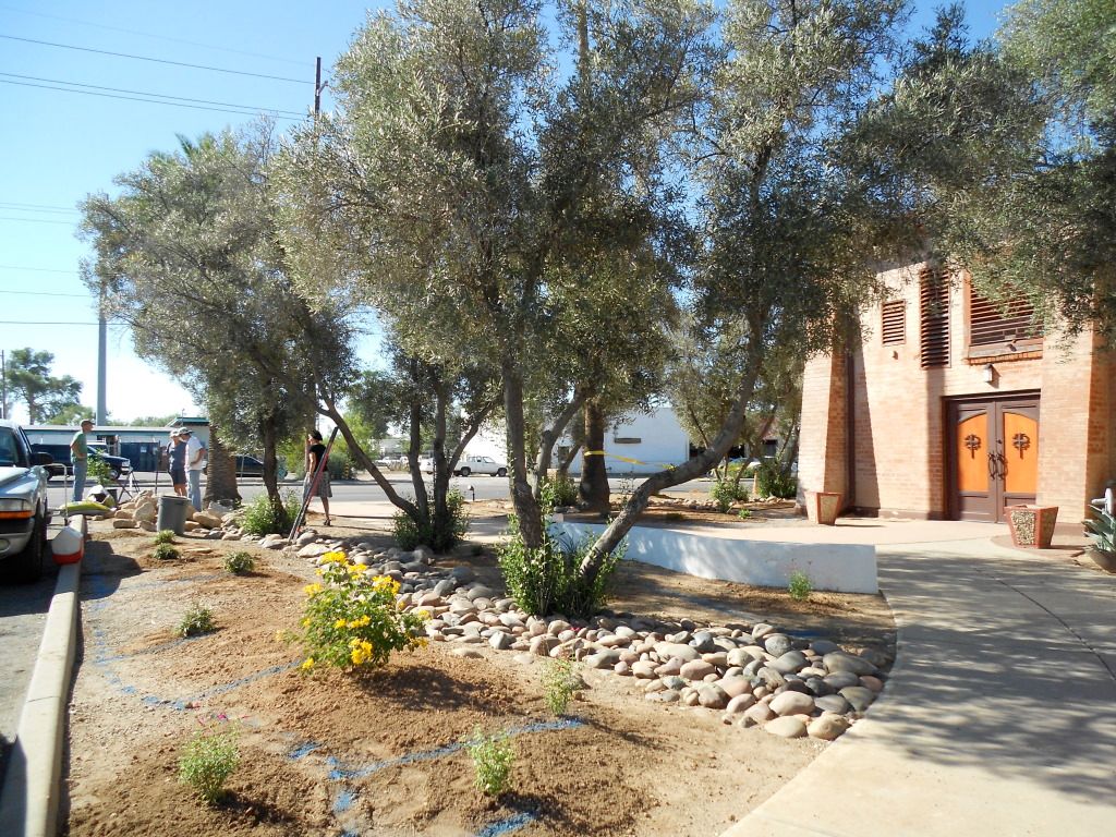 Landscaped garden with olive trees and desert plants.