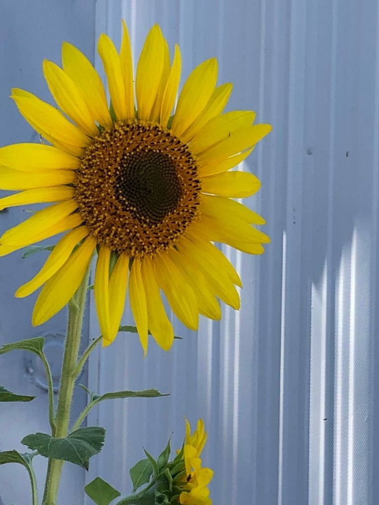 A vibrant yellow sunflower.