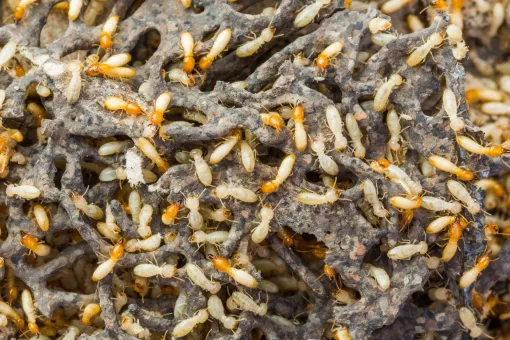 A close up of a pile of termites on a rock.