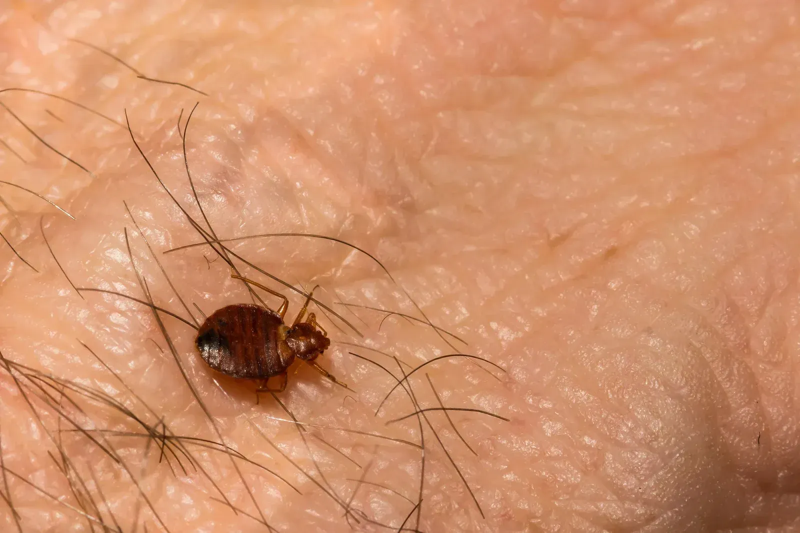 A man is looking at a cockroach on a couch with a flashlight.