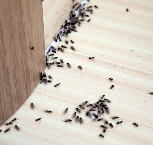 A bunch of ants are crawling on a wooden floor.