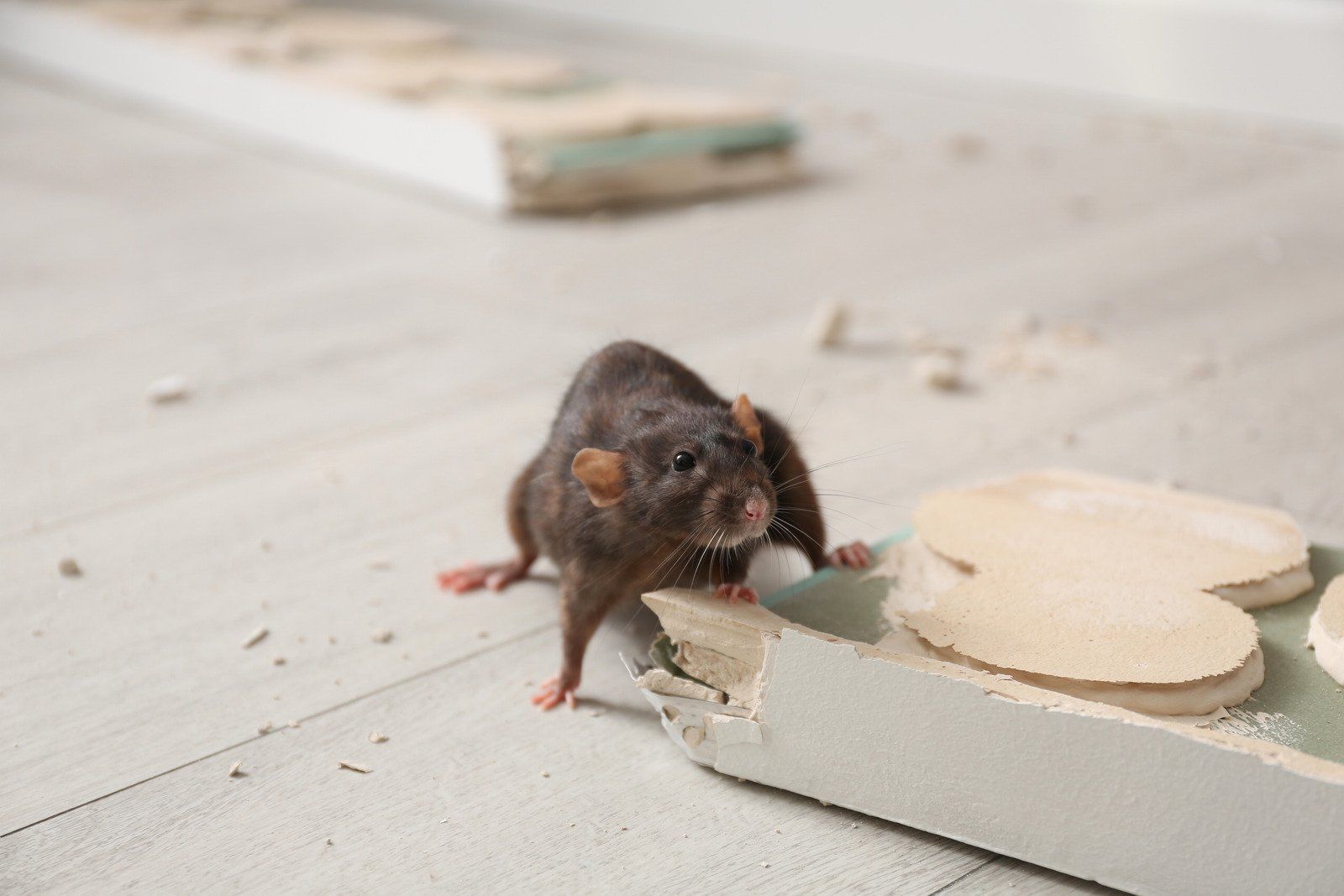 A rat is standing on a piece of wood on the floor.