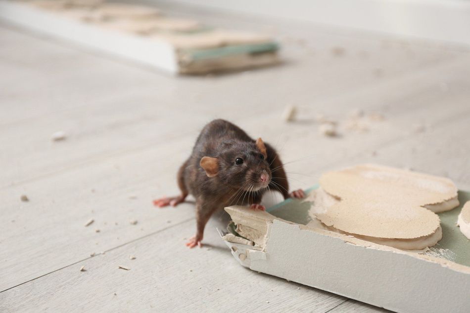 A rat is standing on a piece of wood on the floor.