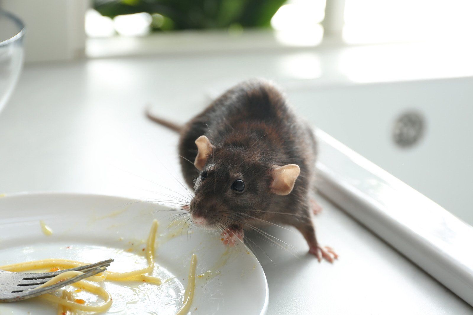 A mouse is eating spaghetti from a plate with a fork.