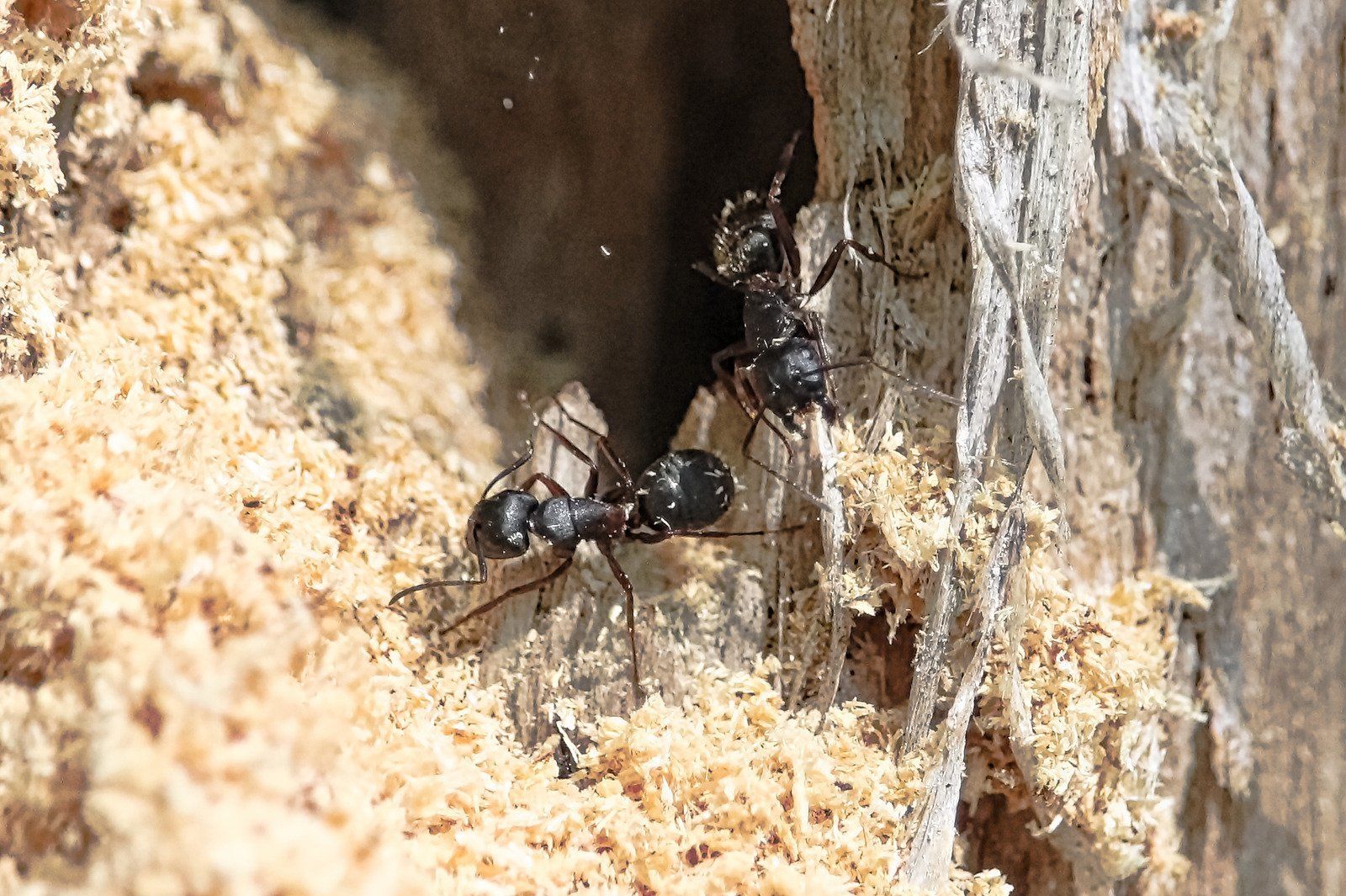 Two black ants are crawling on a piece of wood.