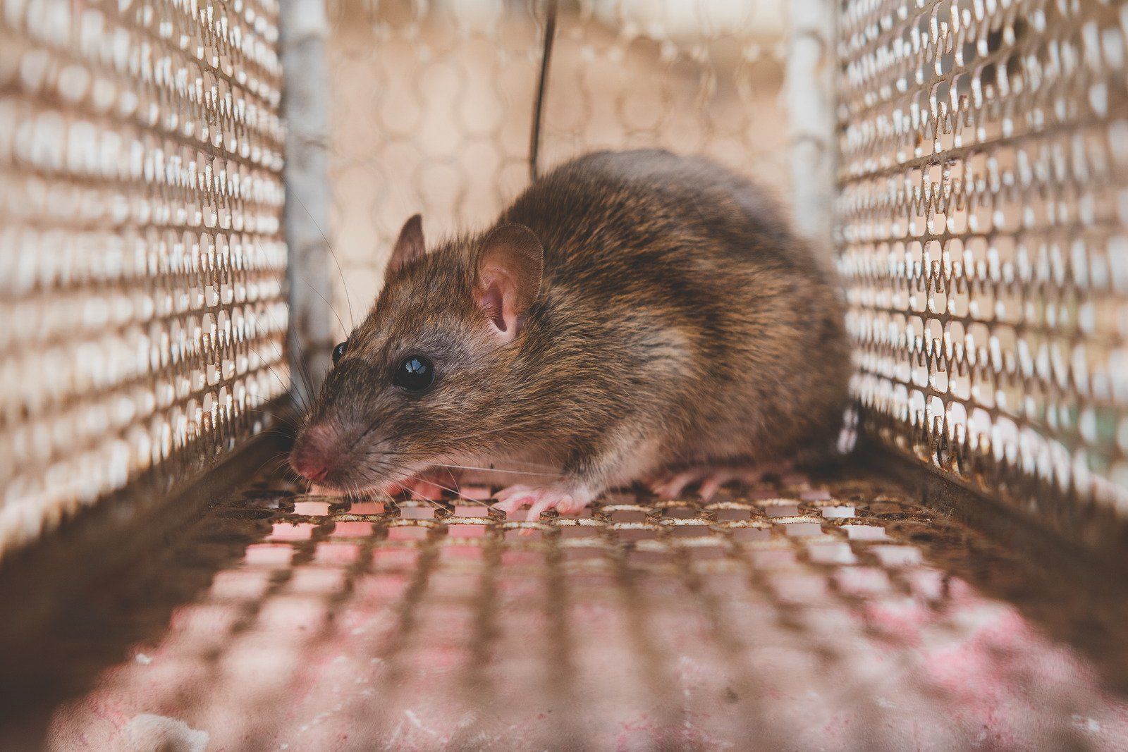 A rat is sitting in a cage.
