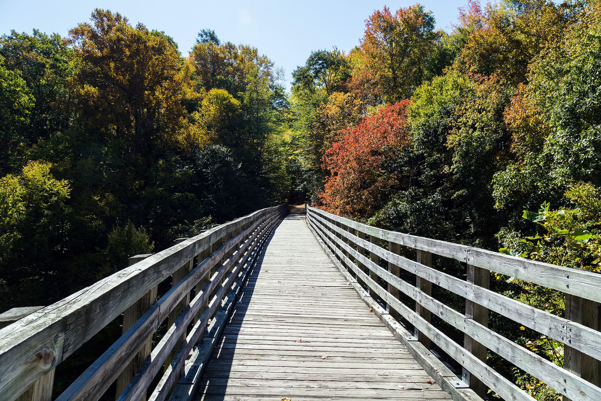 A wooden bridge in the middle of a forest