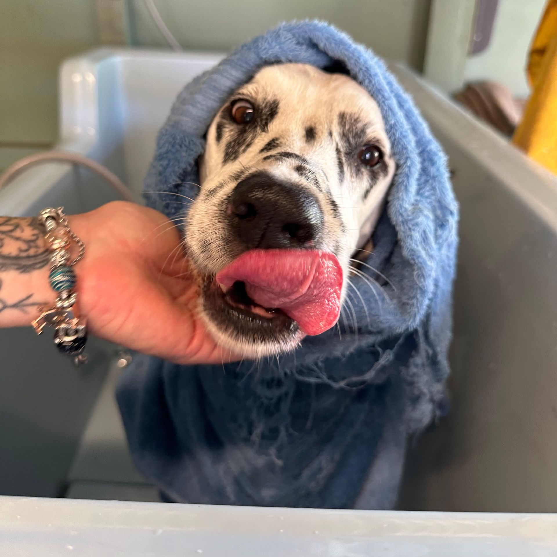 Two Dogs In A Green Feild — Rockhampton Boarding Kennels & Cattery in Etna Creek, QLD