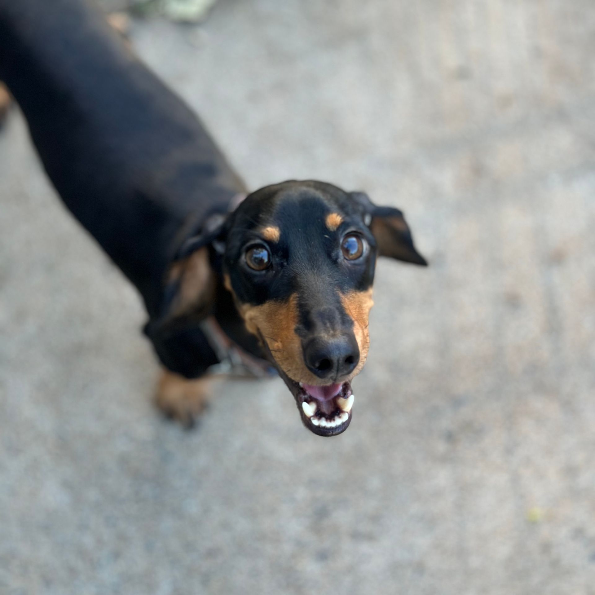 A Dog — Rockhampton Boarding Kennels & Cattery in Etna Creek, QLD